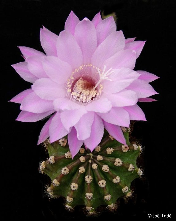 Echinopsis eyriesii roseiflora JLcoll.1412